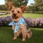 Sublimated Bandana - RPET - 1